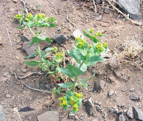 Euphorbia potaninii
