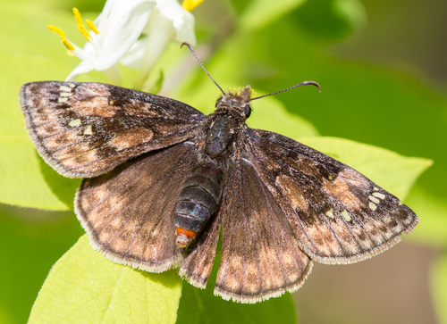Juvenal's Duskywing