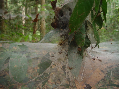 Agelena consociata
