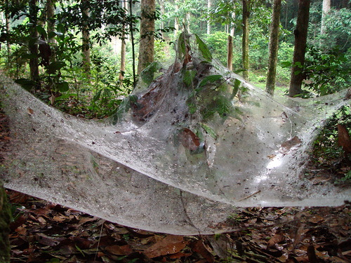 Agelena consociata