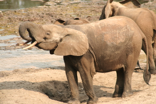 Forest Elephant