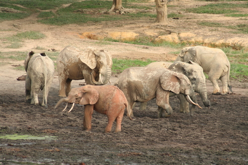 Forest Elephant