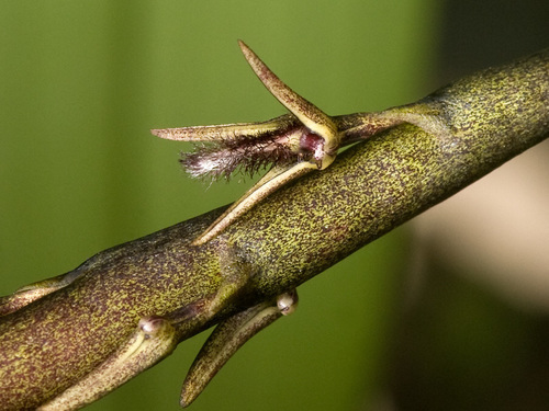 Bulbophyllum penicillium
