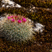 Mammillaria rhodantha rhodantha - Photo (c) Michael Schmidt, όλα τα δικαιώματα διατηρούνται, uploaded by Michael Schmidt