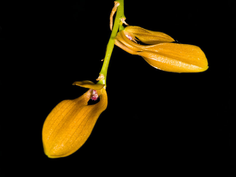 Bulbophyllum refractum (Bulbophyllum refractum)