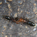 Camponotus truncatus - Photo (c) Enrico Schifani, all rights reserved, uploaded by Enrico Schifani