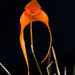 Bulbophyllum perryi - Photo (c) Eerika Schulz, כל הזכויות שמורות