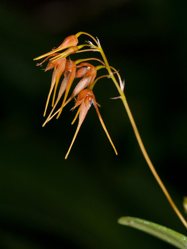 Bulbophyllum taiwanense