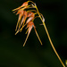 Bulbophyllum taiwanense - Photo (c) Eerika Schulz, todos los derechos reservados