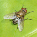 Cluster Flies - Photo (c) Freyja Brown, all rights reserved, uploaded by Freyja Brown