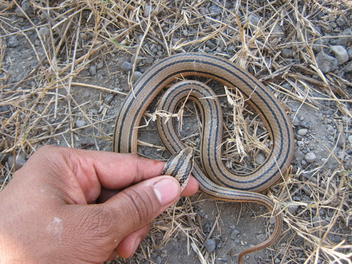 Striped Road Guarder (Conophis vittatus) ·