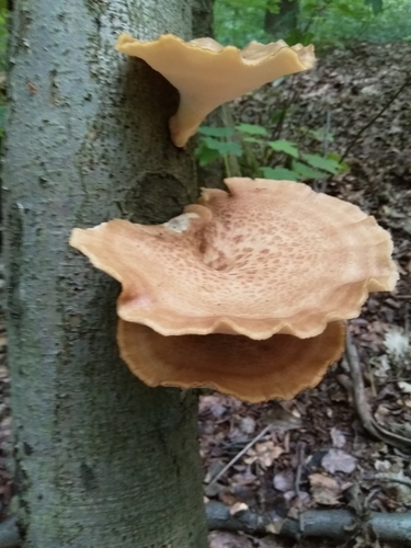 tuberous polypore