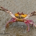 Mangrove Ghost Crabs - Photo (c) Adrian Bonilla Salazar, all rights reserved, uploaded by Adrian Bonilla Salazar