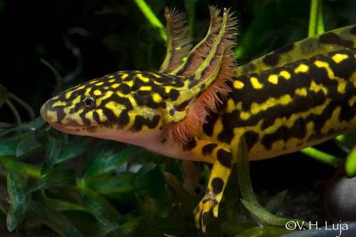 Tarahumara Salamander