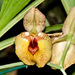 Catasetum expansum - Photo (c) Eerika Schulz, all rights reserved