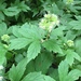 Hydrophyllum tenuipes - Photo (c) Charlie Levin, όλα τα δικαιώματα διατηρούνται, uploaded by Charlie Levin