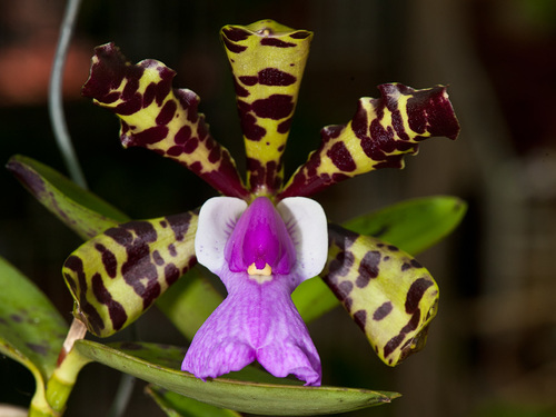 Lady Ackland's Cattleya