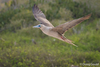 Eastern Pacific Red-footed Booby - Photo (c) doug86, all rights reserved