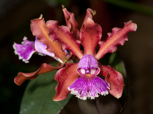 Schiller's Cattleya