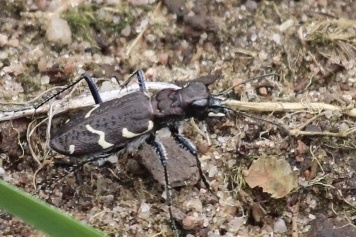 Wood Tiger Beetle