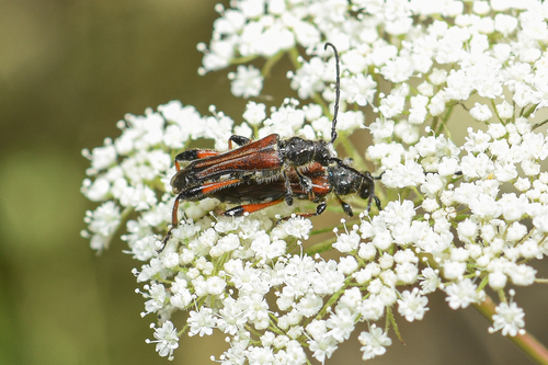 Stenopterus atricornis