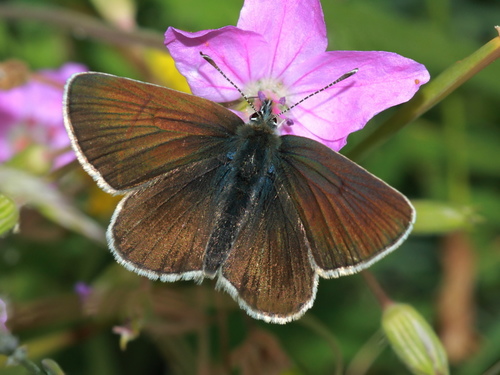 Geranium Argus