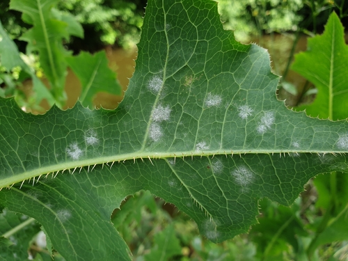 Golovinomyces bolayi