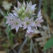 Papery Onion - Photo (c) Rick Wachs, all rights reserved, uploaded by Rick Wachs