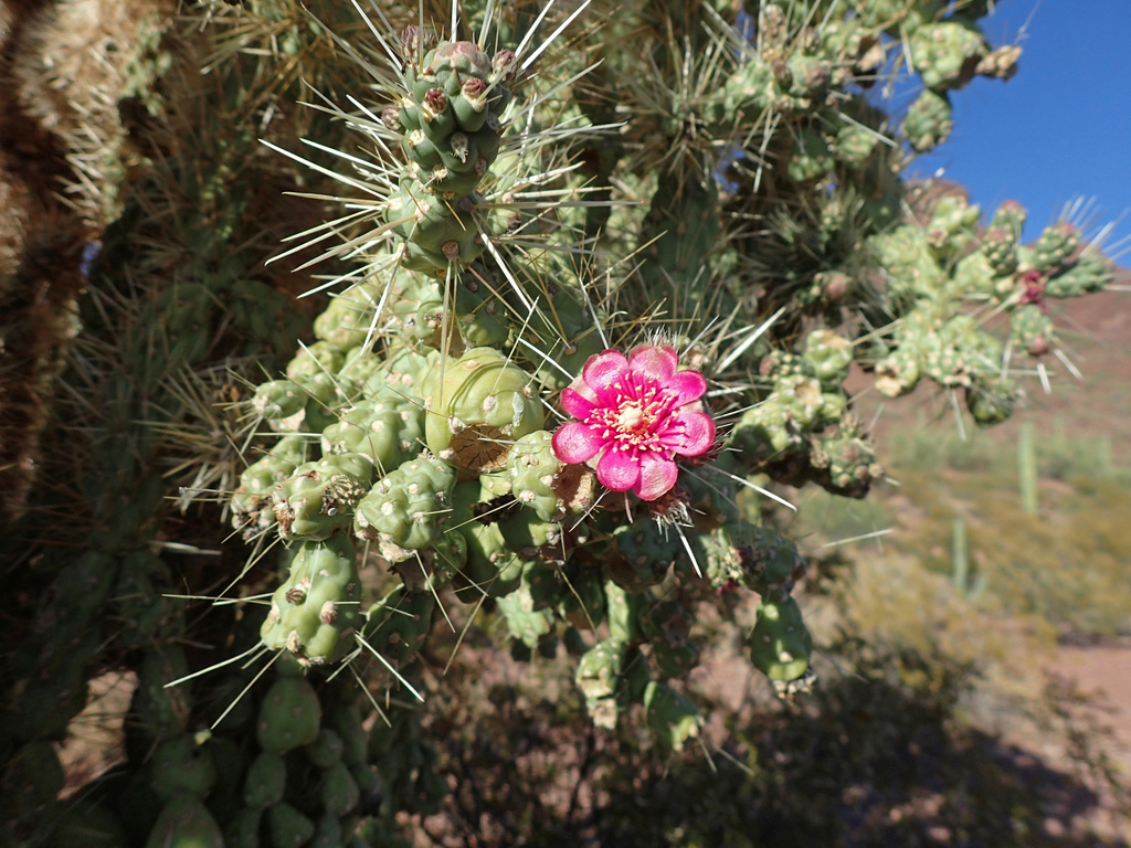 Cylindropuntia fulgida - Wikipedia