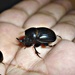 Mexican Dung Beetle - Photo (c) Francisco Ramírez Palacios, all rights reserved, uploaded by Francisco Ramírez Palacios