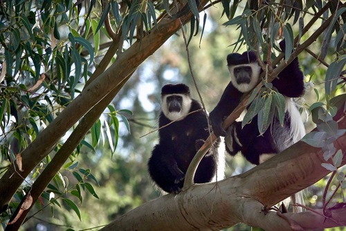 Mantled Guereza