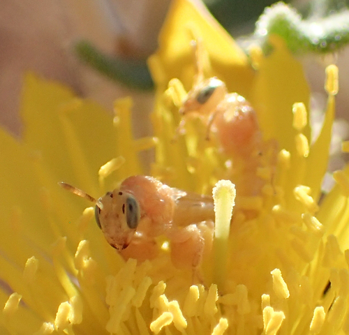 Perdita holoxantha