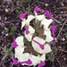 Pedicularis przewalskii - Photo (c) angelalhagang, todos los derechos reservados