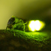 European Glow-Worm - Photo (c) Philipp salzgeber, all rights reserved, uploaded by Philipp salzgeber
