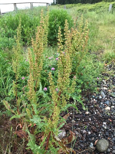 Rumex crispus