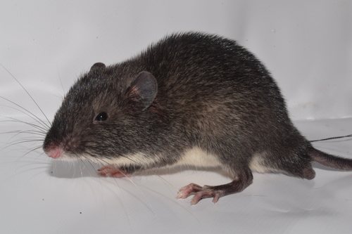 Southern Spiny Pocket Mouse (Heteromys australis) — Least Concern Mammalia