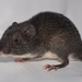 Southern Spiny Pocket Mouse - Photo (c) Esteban Garzón-Franco, all rights reserved, uploaded by Esteban Garzón-Franco