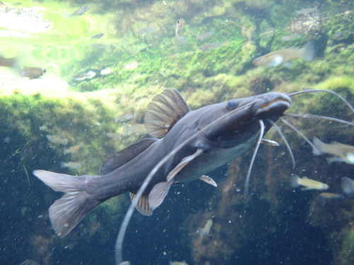 Pale Catfish