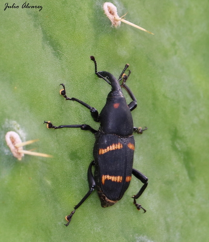 Cactus Weevil