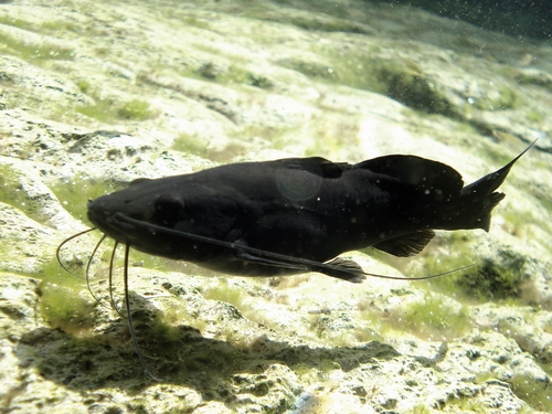 Pale Catfish