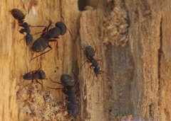 Camponotus modoc image