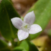 Oldenlandia corymbosa - Photo (c) arenicola, todos los derechos reservados, subido por arenicola