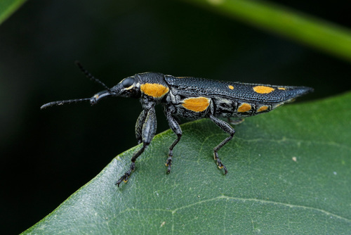 Tribe Belini · iNaturalist