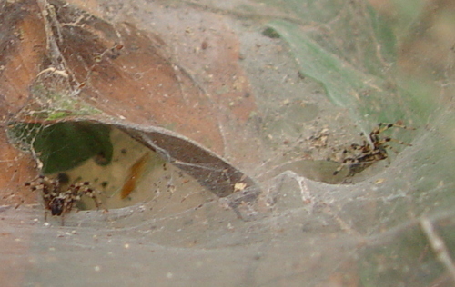 Agelena consociata