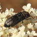 Acmaeoderella flavofasciata pilivestis - Photo (c) Joao Tiago Tavares, todos los derechos reservados, subido por Joao Tiago Tavares