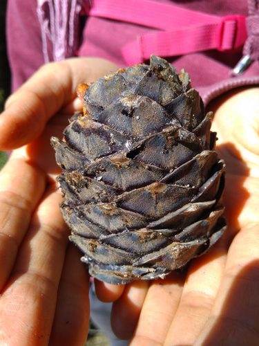 Swiss pine