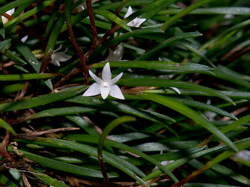 Ceratostylis