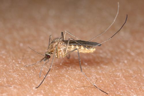 House Mosquito Complex