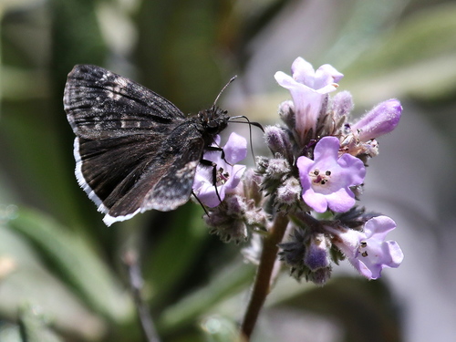 Funereal Duskywing