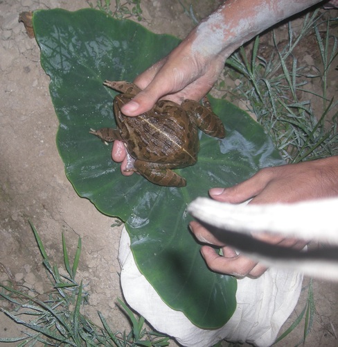 Indus Valley Bullfrog